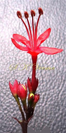  Inflorescence and Flower